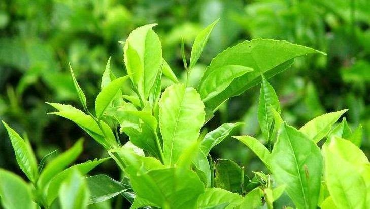 對于茶多酚我們了解多少