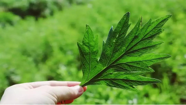 食品添加劑微晶纖維素的諸多應用